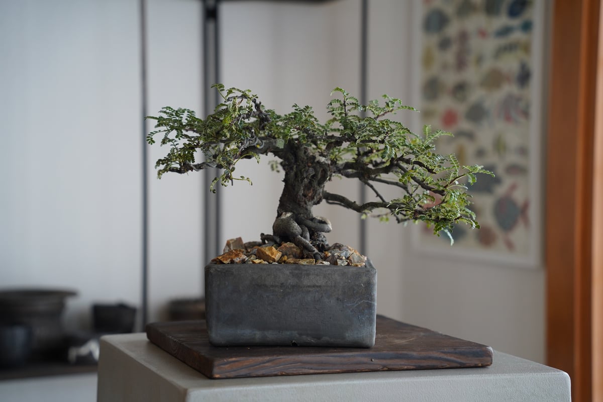 盆栽 磯山椒 テンバイ イソザンショウ A3189☆磯山椒 テンノウメ 花物