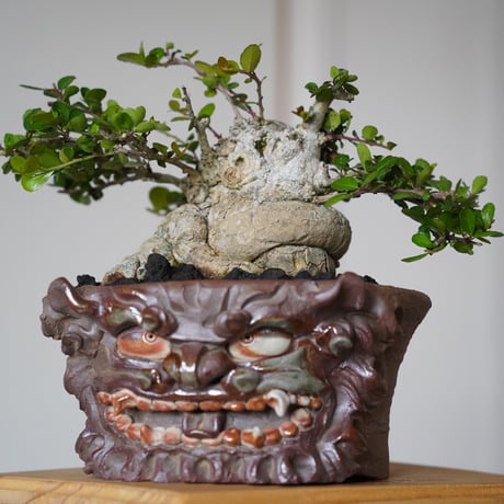 ［11］太幹ハリツルマサキ Gymnosporia diversifolia × なみひら陶房 「シーサー」6号鉢 やちむん