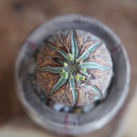 ユーフォルビア オベサ M 木質化 種付き〈メス〉 × 沼野秀章 作「刻ム音」3号 植木鉢 ［No.28］