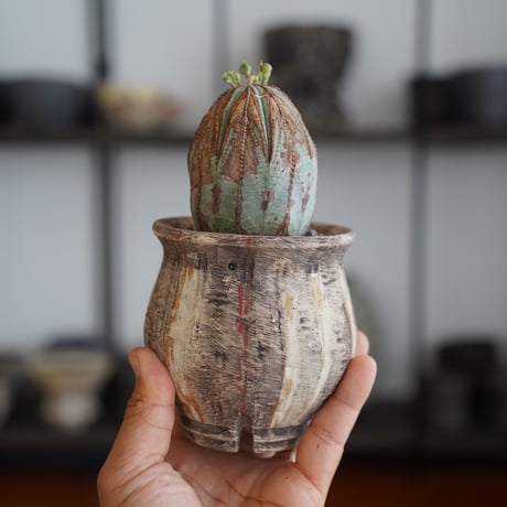 ユーフォルビア オベサ M 木質化 種付き〈メス〉 × 沼野秀章 作「刻ム音」3号 植木鉢 ［No.28］