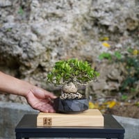 ［05］石ノ上ニ ハリツルマサキ Gymnosporia diversifolia ×  穂高隆児「 暁 - AKATSUKI - 」4号鉢
