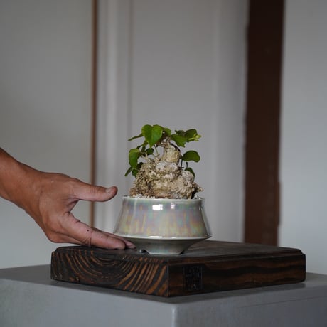 陶賊 -TOUZOKU- bonsai & pottery