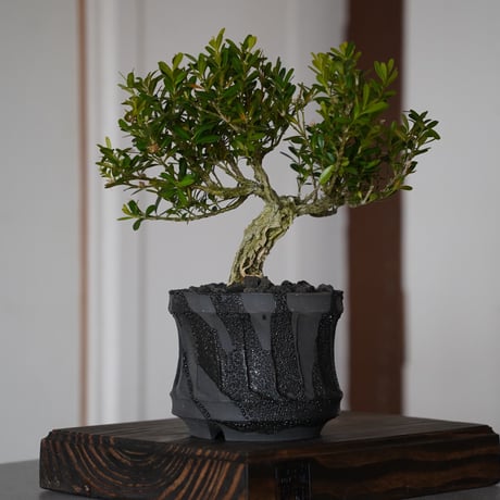 CATEGORY 穂高隆児 植木鉢作品 | 陶賊 -TOUZOKU- bonsai & pot CATEGORY 穂高隆児 植木鉢作品 | 陶賊 -TOUZOKU- bonsai & pot