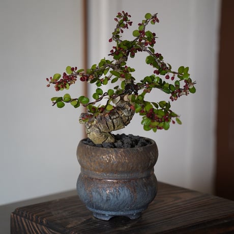 ［03］伊良部ハリツルマサキ Gymnosporia diversifolia × 磯部祐介 「 達磨 -daruma -」3号鉢 笠間焼