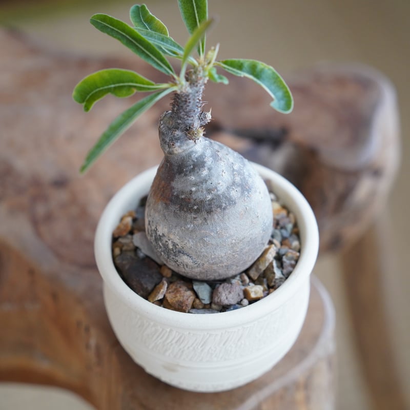 パキポディウム グラキリス × 與那嶺大輔 作「琉球飛び鉋 / 白