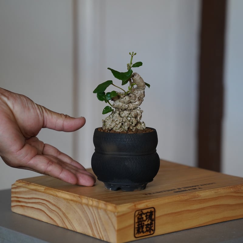 オオハマボウ 本日、オンライン販売 琉球盆栽 - RYUKYU BONSAI - 2025/2/16