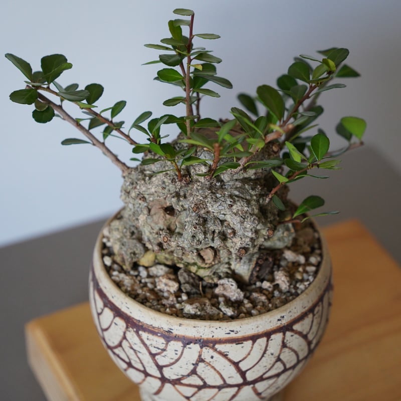 ハリツルマサキ盆栽 25］ハリツルマサキ Gymnosporia diversifolia × mano 4号鉢