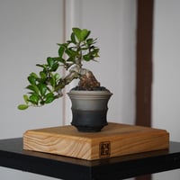［13］半懸崖ハリツルマサキ Gymnosporia diversifolia × 磯部祐介 「匣 - kou - 」3号鉢 笠間焼