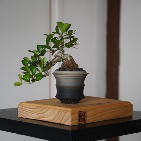 CATEGORY ハリツルマサキ(マッコウ) | 陶賊 -TOUZOKU- bonsai &