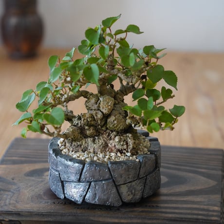 ［06］一級品 小葉イボオオハマボウ Hibiscus Tiliaceus × 沖誠 作「 Rivet / shallow 」3号鉢