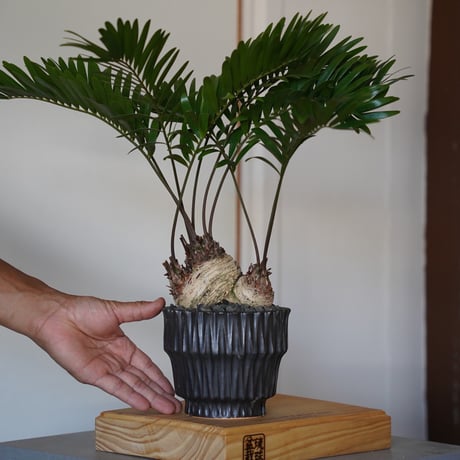 フロリダーナ | STORES