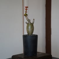 厳選サンゴアブラギリ［ヤトロファ ポタグリカ］ 4号長鉢