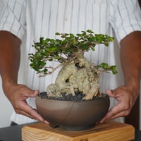 ［05］ハリツルマサキ Gymnosporia diversifolia × 木村直人 作 「輪花」6.5号鉢