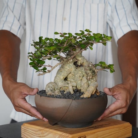 CATEGORY ハリツルマサキ(マッコウ) | 陶賊 -TOUZOKU- bonsai &