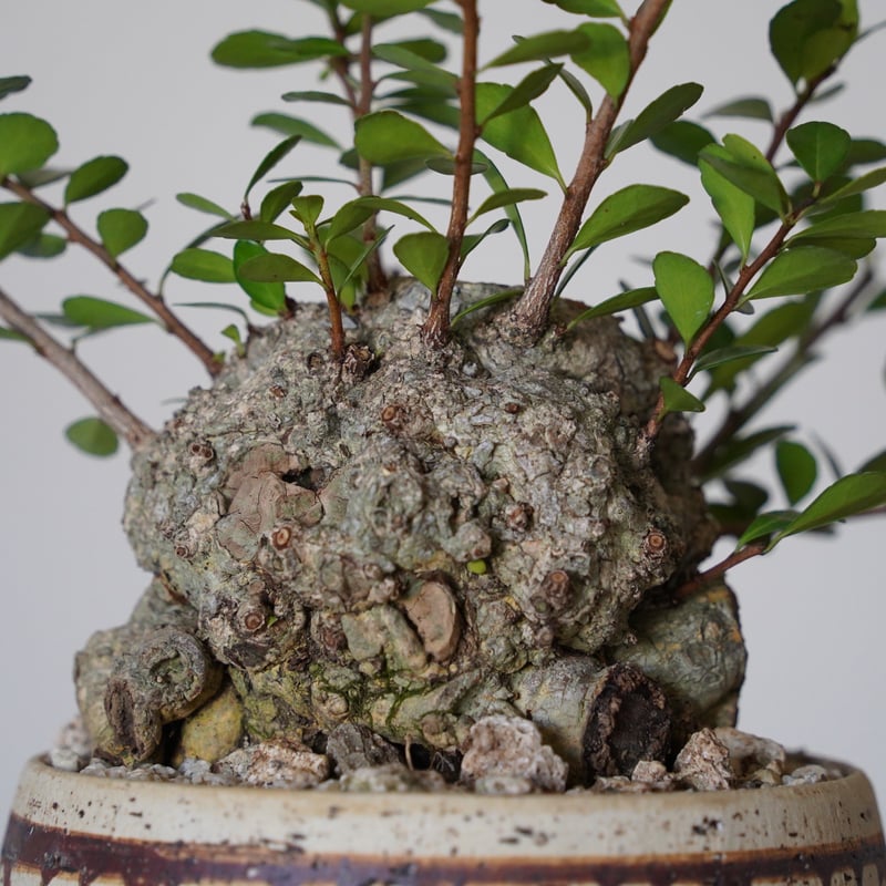 25］ハリツルマサキ Gymnosporia diversifolia × mano 4号鉢