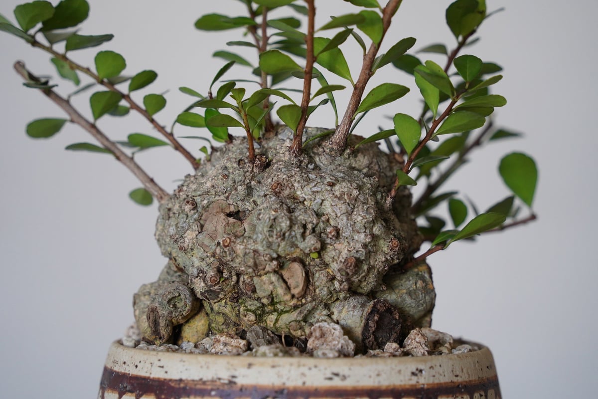 25］ハリツルマサキ Gymnosporia diversifolia × mano 4号鉢