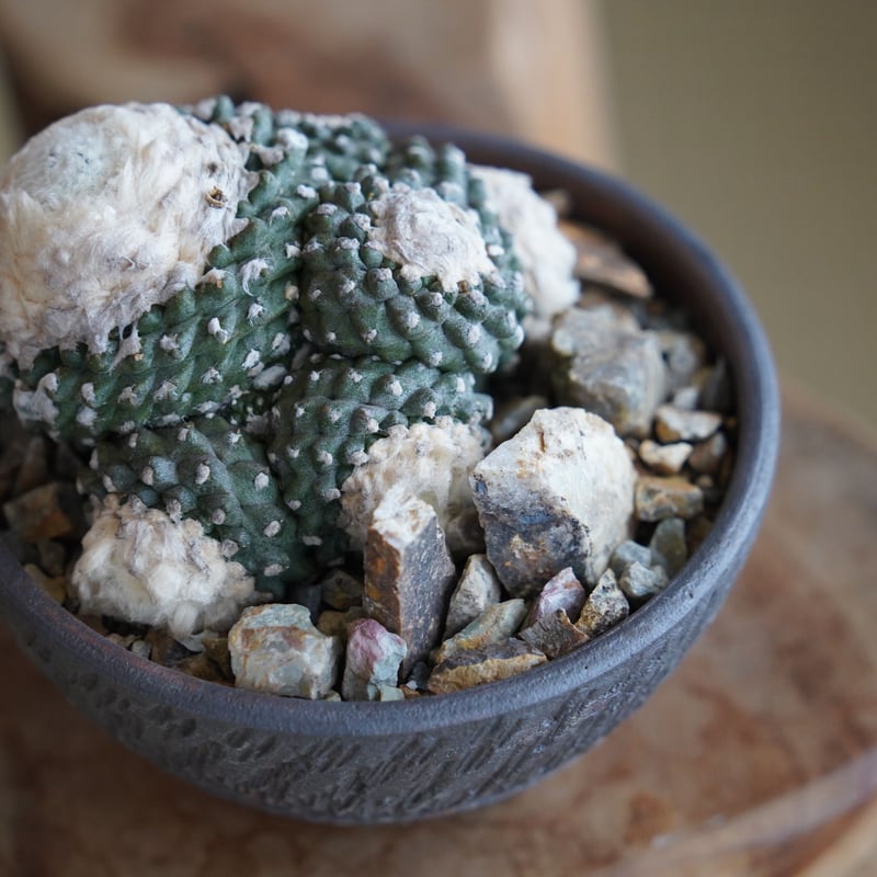 コピアポア テヌイシマ 群生 仔株付 × 與那嶺大輔 作「琉球飛び鉋」4号