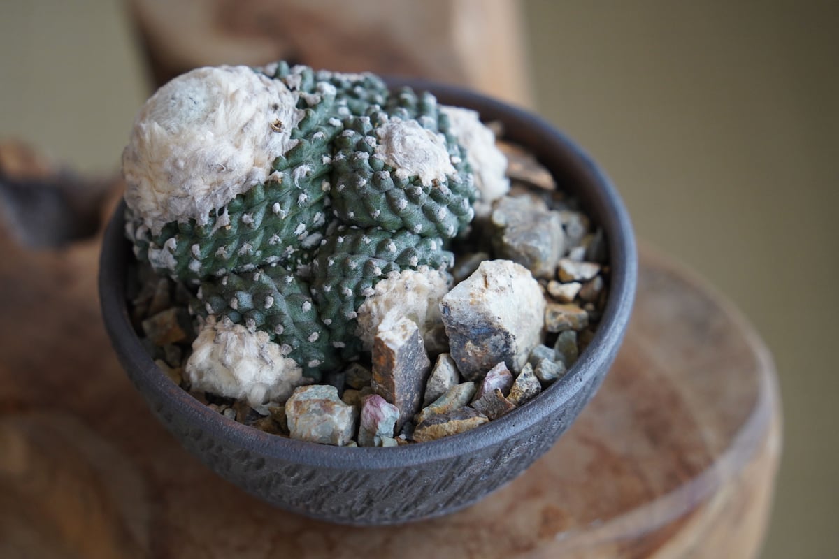 コピアポア テヌイシマ 群生 仔株付 × 與那嶺大輔 作「琉球飛び鉋」4号