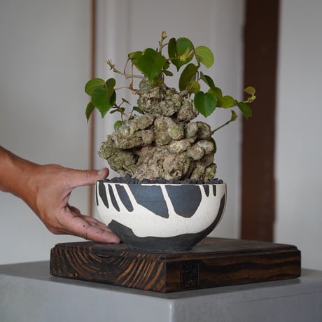 陶賊 -TOUZOKU- bonsai & pottery