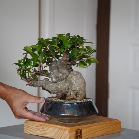 陶賊 -TOUZOKU- bonsai & pottery