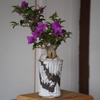 ［91］ブーゲンビリア Bougainvillea ×  根本峻吾「 鐡 - 堕天 - 」3.5号 長鉢 笠間焼