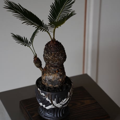 ［61］姫ソテツ Cycas revoluta × 根本峻吾 S.N POT type.round「鐡 - 堕天黒 - 」4号鉢 笠間焼