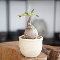 パキポディウム グラキリス × 與那嶺大輔 作「琉球飛び鉋 / 白 」やちむん 植木鉢 ［No.60］