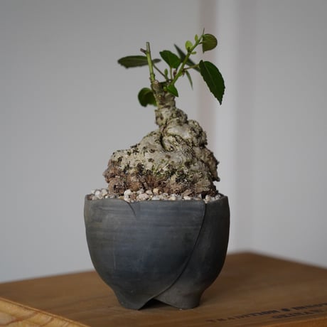 ［16］丸幹 ミニオオハマボウ Hibiscus Tiliaceus ×  木村直人「 輪花 」2.5号鉢 笠間焼