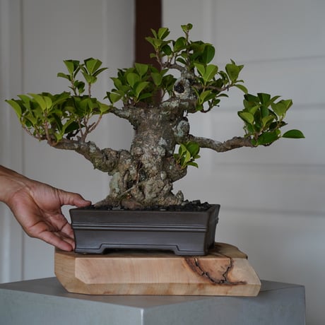 CATEGORY 琉球盆栽 - ryukyu bonsai - | 陶賊 -TOUZOKU- ...