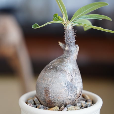パキポディウム グラキリス × 與那嶺大輔 作「琉球飛び鉋 / 白 」やちむん 植木鉢 ［No.60］