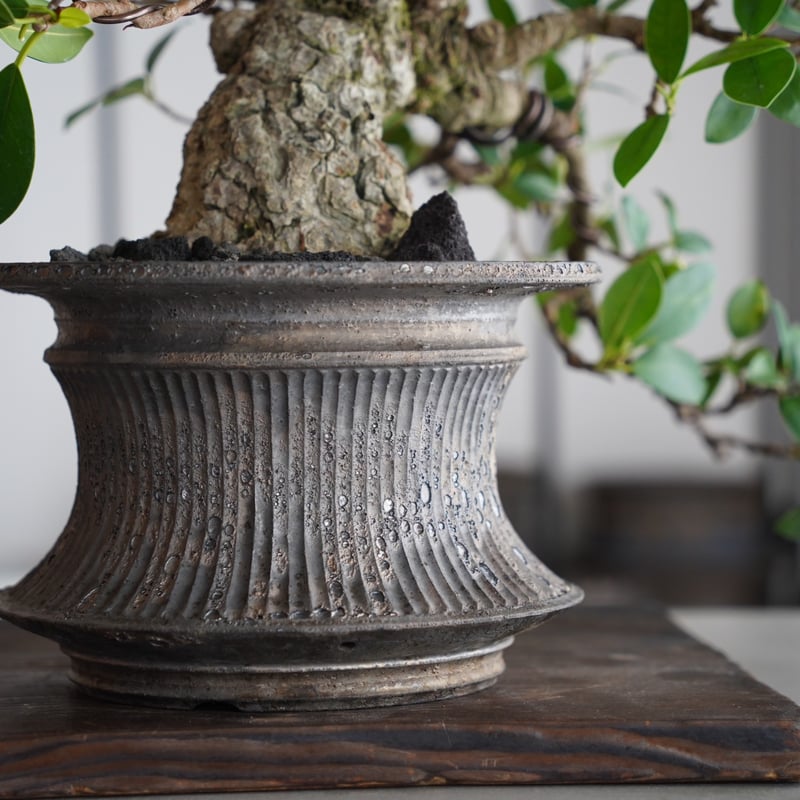 ソナレ盆栽！ 超お買得！ 小品盆栽 ソナレ懸崖 究極の逸品 ー超破格値ー 【公式通販】