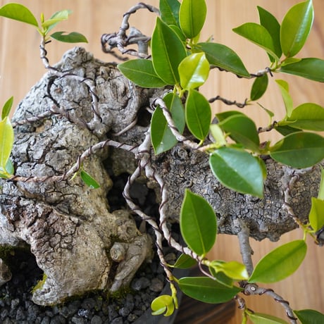 ［77］古代樹 ガジュマル Ficus microcarpa × 磯部祐介 「 瓦 」7号鉢 笠間焼