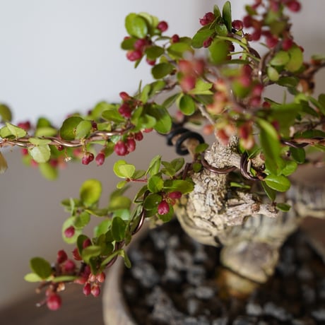［03］伊良部ハリツルマサキ Gymnosporia diversifolia × 磯部祐介 「 達磨 -daruma -」3号鉢 笠間焼