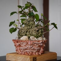 ［14］大株 イボオオハマボウ Hibiscus Tiliaceus × なみひら陶房「 シーサー 」7号鉢 やちむん