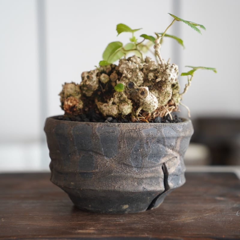 31］イボオオハマボウ Talipariti tiliaceum × 沼野秀章 作 「 b