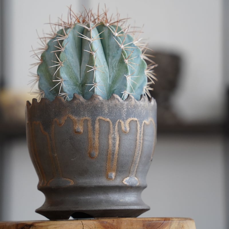 メロカクタス アズレウス 鶯鳴雲 × 根本峻吾 作 S.N POT type.round