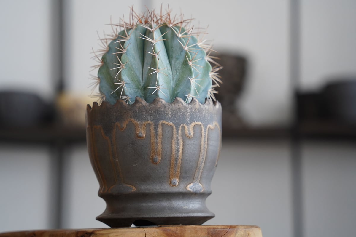 メロカクタス アズレウス 鶯鳴雲 × 根本峻吾 作 S.N POT type.round