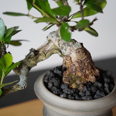 ［13］半懸崖ハリツルマサキ Gymnosporia diversifolia × 磯部祐介 「匣 - kou - 」3号鉢 笠間焼