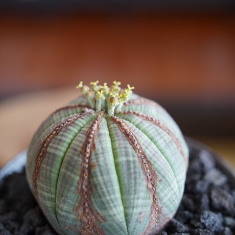 ユーフォルビア オベサ M 木質化 種付き〈メス〉 × naka. 作「BLACK × BLACK 」3.5号 植木鉢 ［No.22］
