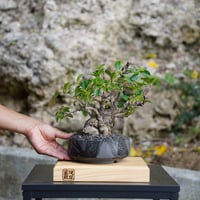 11］斜幹オオハマボウ × 青結晶盆栽鉢 | 陶賊 -TOUZOKU- bonsai & p