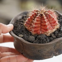 翠晃冠 赤皺  ×  沼野秀章 作 「black wrap」 4号 植木鉢 ［No.07］