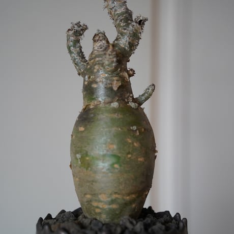 厳選サンゴアブラギリ［ヤトロファ ポタグリカ］× 根本峻吾 S.N POT type.cyilinder 「刻印」4号鉢