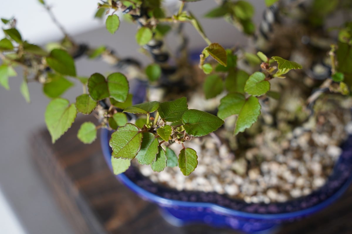 イボ扁平オオハマボウ 良形 作家鉢付 2026年最新】オオハマボウの人気