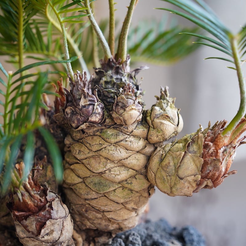 07］短小多頭ソテツ Cycas revoluta × G.O.A.T「 GODZILLA