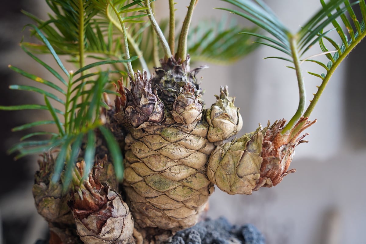 07］短小多頭ソテツ Cycas revoluta × G.O.A.T「 GODZILLA