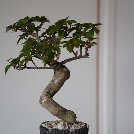 ［90］ブーゲンビリア Bougainvillea ×  根本峻吾「 爪牙 - 堕天 - 」3.5号 長鉢 笠間焼