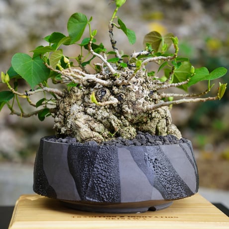 ［03］拳骨 オオハマボウ Hibiscus Tiliaceus ×  穂高隆児「 暁 - AKATSUKI - 」6号鉢