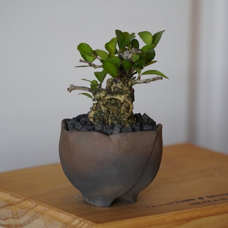 ［33］ハリツルマサキ Gymnosporia diversifolia × 木村直人「輪花 - rinka- 」2号鉢 笠間焼