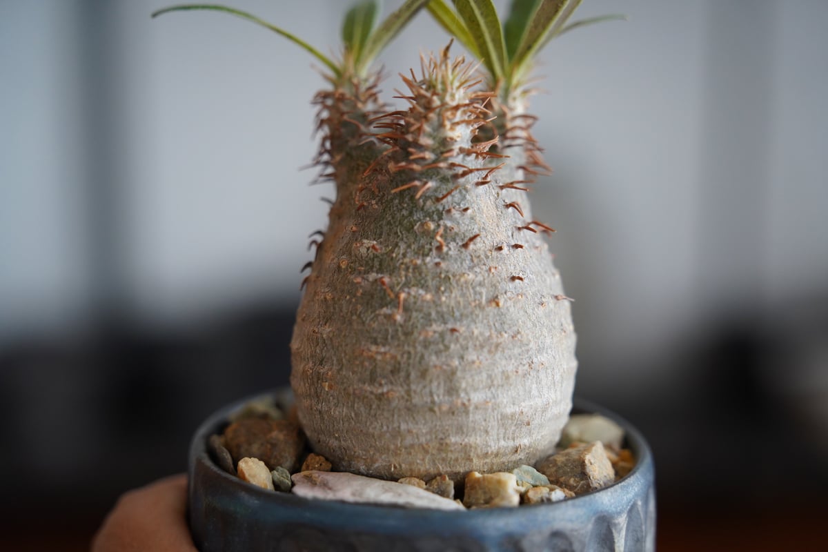 グラキリス 現地球 鉢付き 沖誠 作 笠間焼 グラキリス 現地球 鉢付き 沖誠 作 笠間焼 グラキリス 現地球 鉢