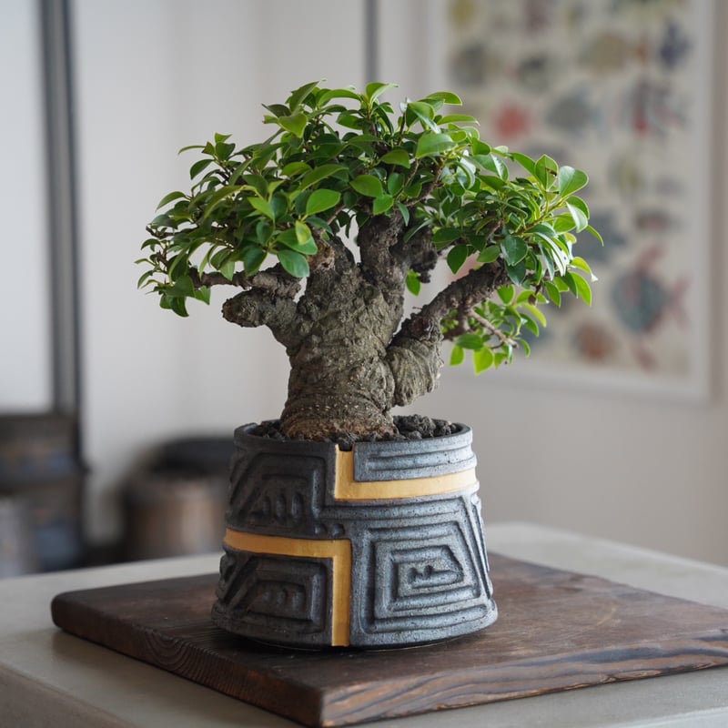 根本峻吾さん　陶器鉢　アガベ　塊根植物用　新品 根本峻吾さん陶器鉢アガベ塊根植物用新品